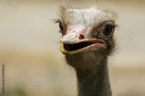 Image of an ostrich bird head on nature background. Farm Animals. Bird.