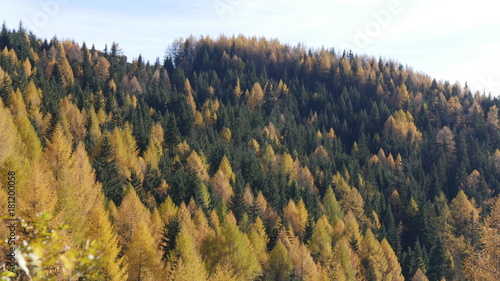 Alberi in autunno larici in montagna valle Spluga © Paolo Goglio