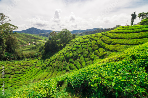 Green tea plantation on the mountain Cameron highland