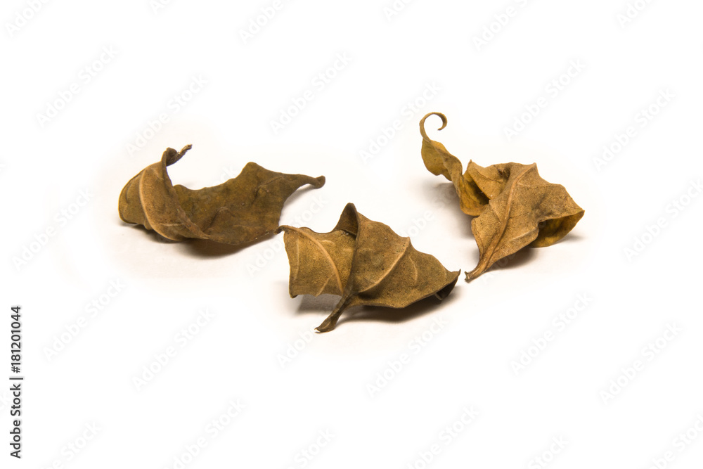dry leafs isolated on white background dry leafs isolated on white background