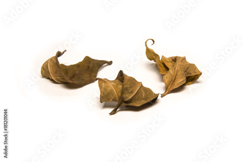 dry leafs isolated on white background