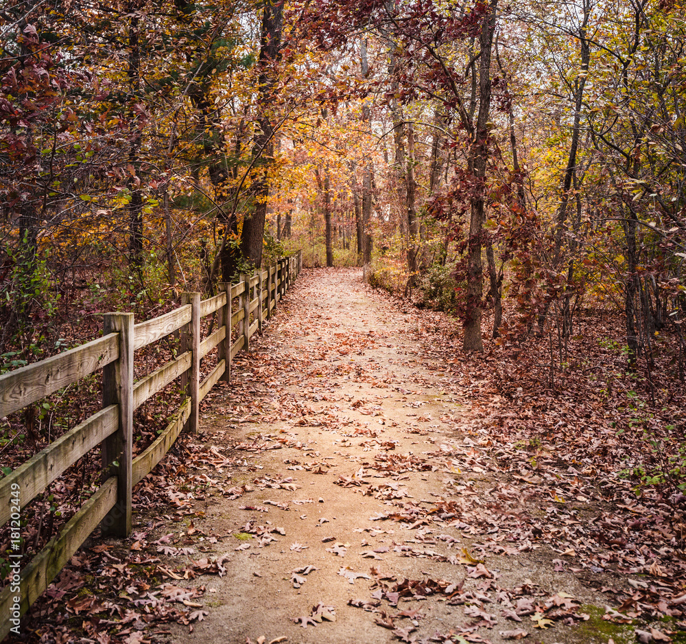 Fenced path in the woods covered with leaves in late fall. Fenced path in the woods covered with leaves in late fall.