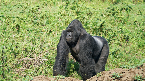 Mountain Gorilla Silver-back on a field in Eastern Congo