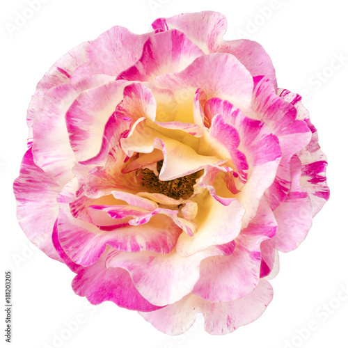 Pink and White Rose Flower Top View Isolated