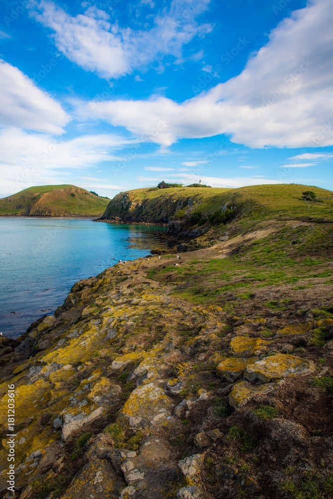 Fototapeta premium Spring in New Zealand