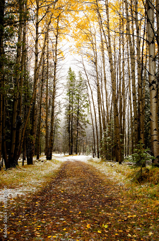 Fototapeta premium Kananskis Tree Tunnel