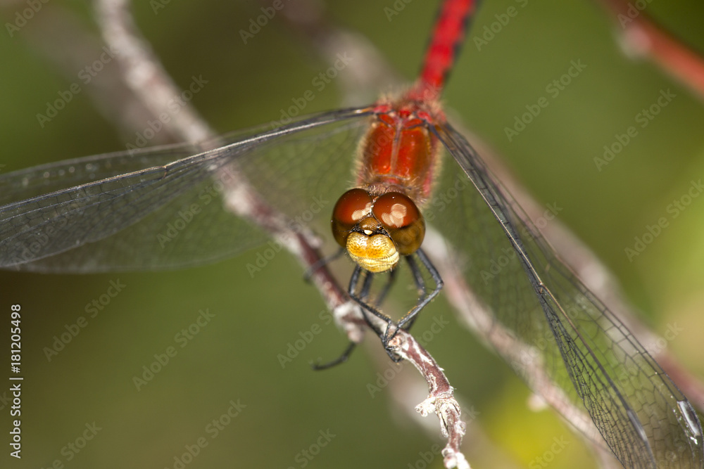 Red meadowhawk dragonfly on Mt. Sunapee, New Hampshire. Red meadowhawk dragonfly on Mt. Sunapee, New Hampshire.