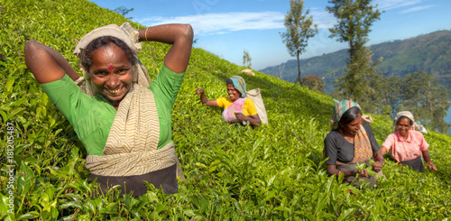 Tea pickers at a plantation in Sri Lanka