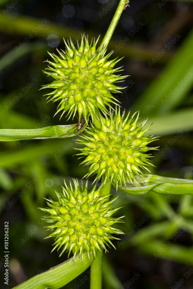 Spiny fruits of burr-reed in wetlands of New Hampshire. Spiny fruits of burr-reed in wetlands of New Hampshire.