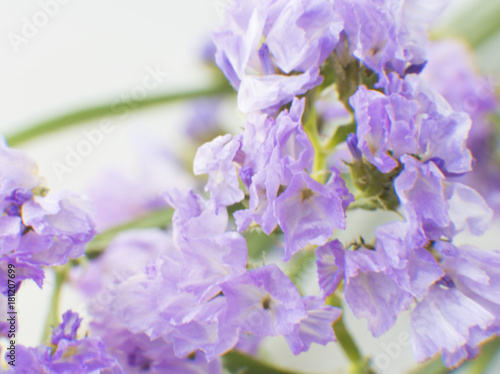 Closeup of Purple Statice Flower