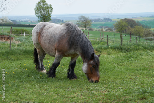 Fototapeta Naklejka Na Ścianę i Meble -  Workhorse from Europe, a special breed