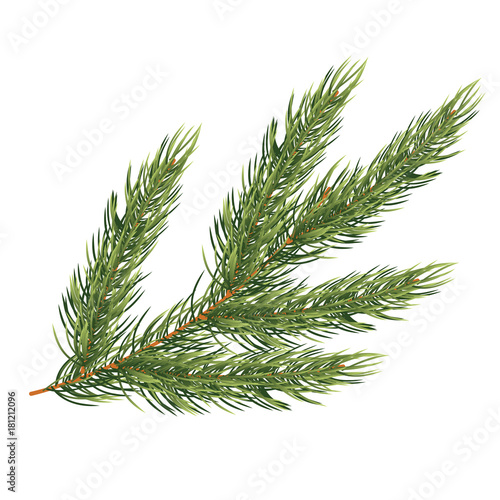 Fir Branch Isolated on White Background. Christmas Tree.