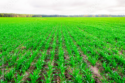Green plants of winter wheat. Pictures of wheat fields. Young wheat growing in the field neat rows.