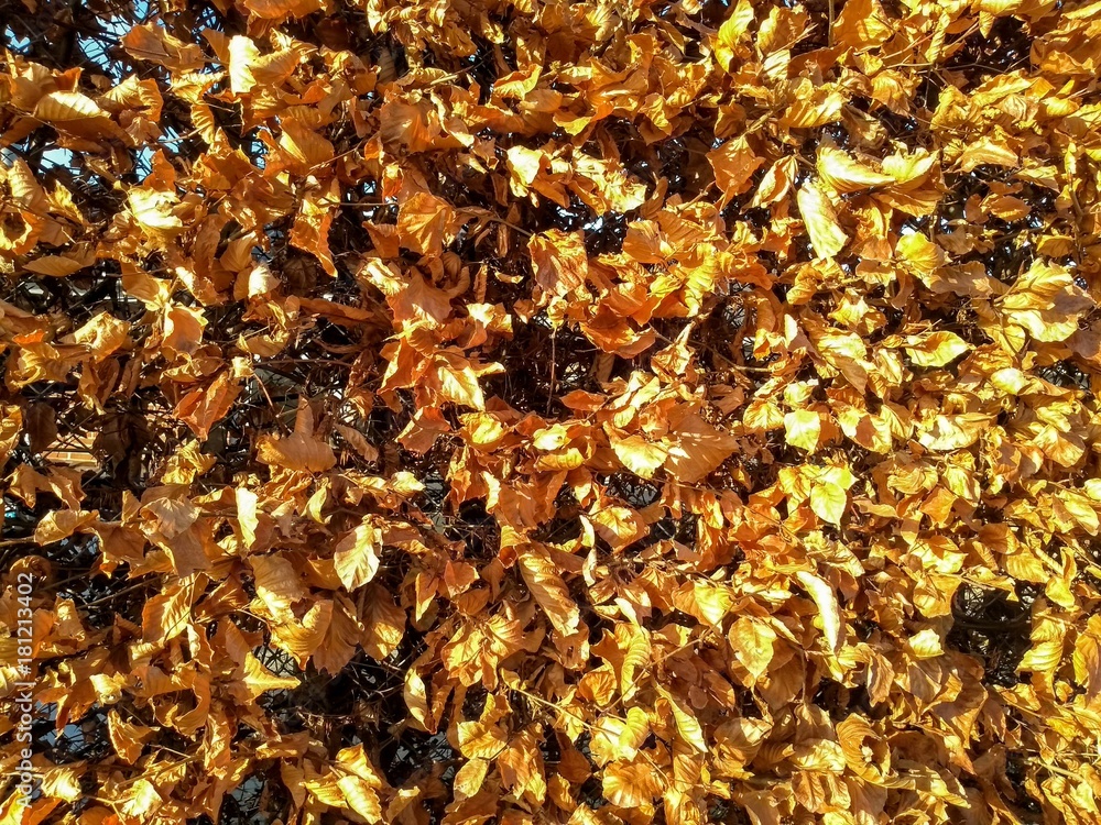 dry yellow and orange leaves fence dry yellow and orange leaves fence