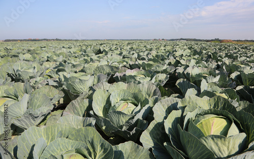 fiield of ripe large green cabbages in northern Europe in summer photo