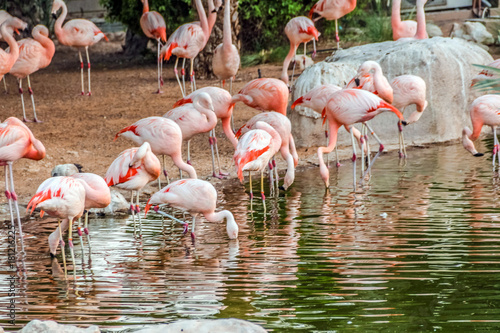 Flamingos at lake