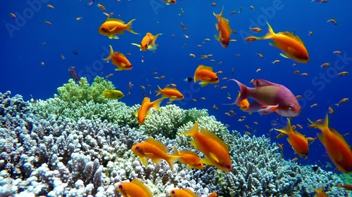 Diving. Tropical fish and coral reef. Underwater life in the ocean. 