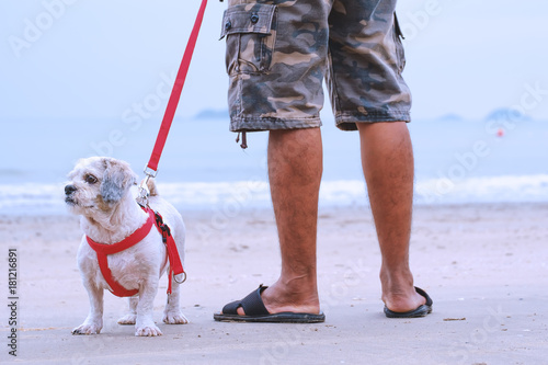 White short hair Shih tzu dog and a man standing on the white sand, summer beach concept © Kesinee