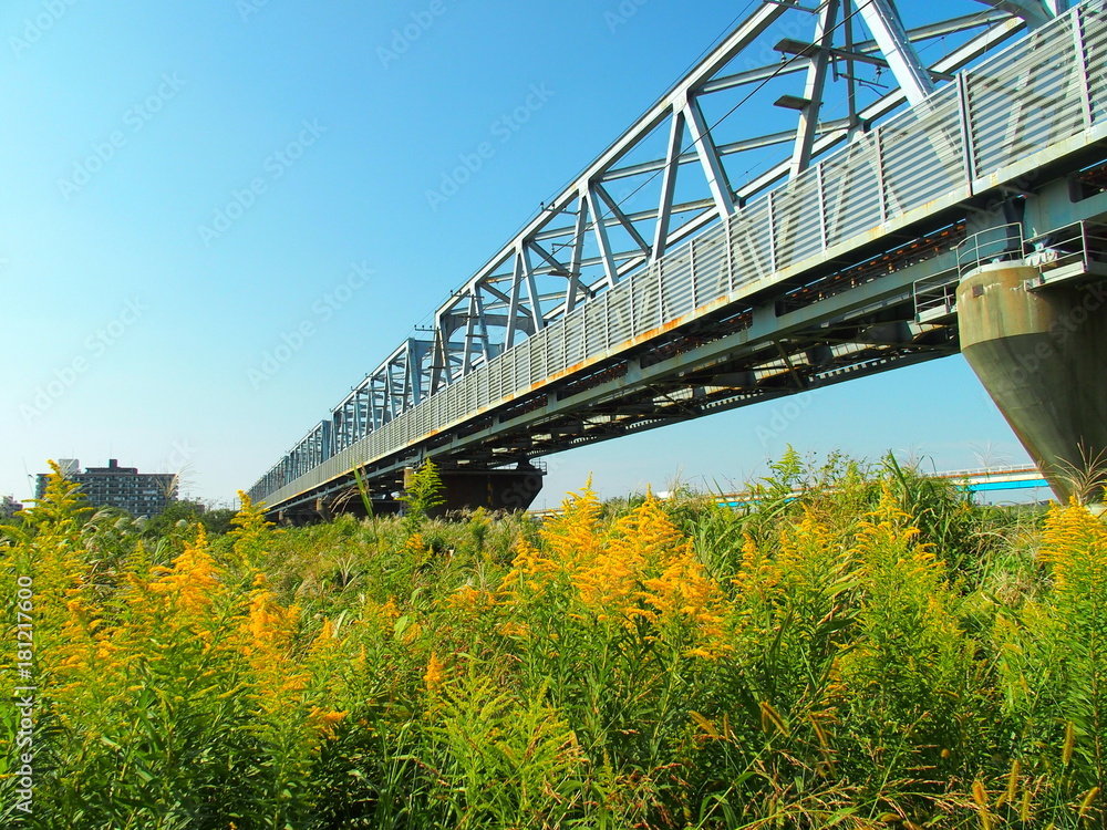 Fototapeta premium 背高泡立草と鉄橋
