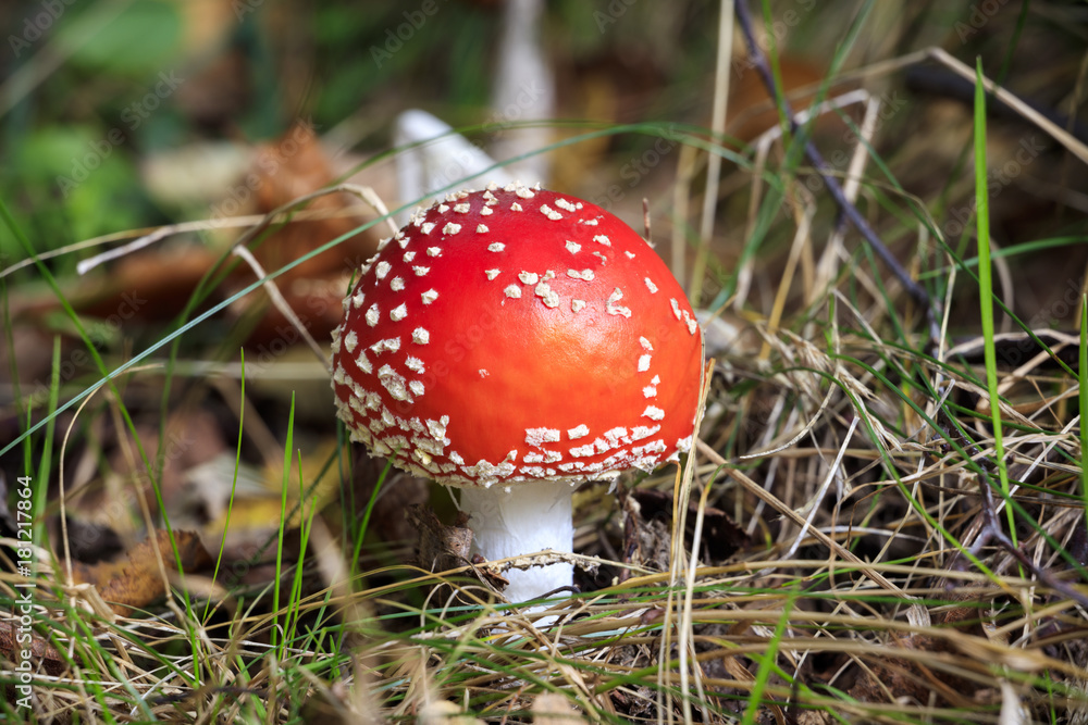 Beautiful, red fly agaric in the autumn forest. Beautiful, red fly agaric in the autumn forest.