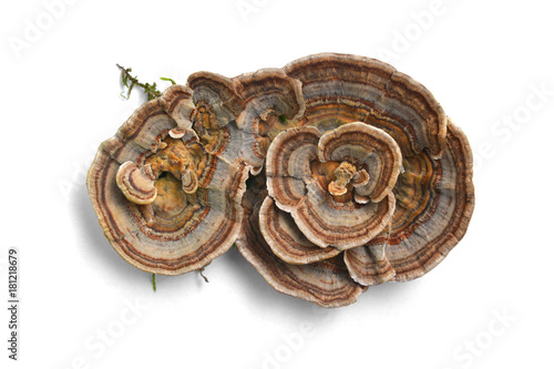trametes versicolor mushroom
