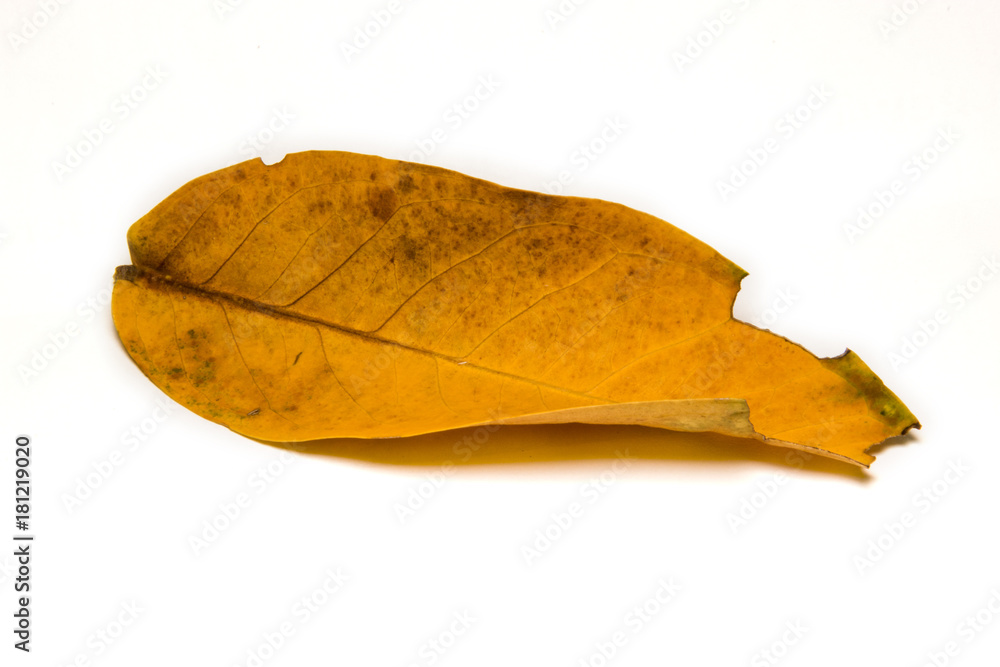Fototapeta premium dry leafs isolated on white background