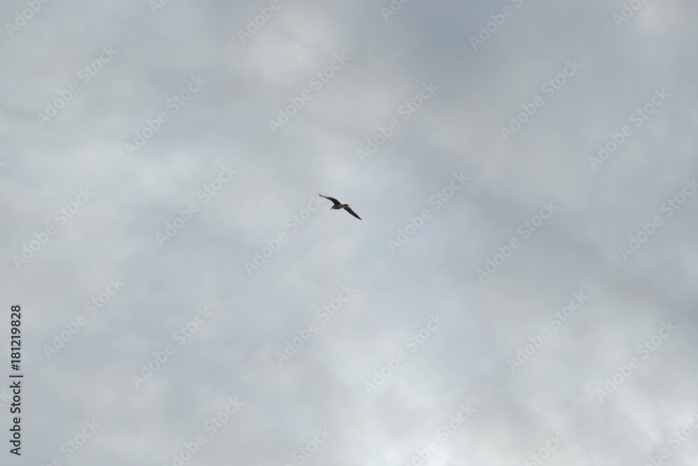 seagull in the cloud seagull in the cloud