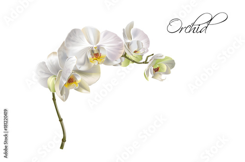 Orchid realistic illustration