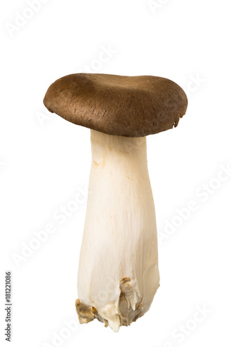 エリンギ king trumpet mushroom