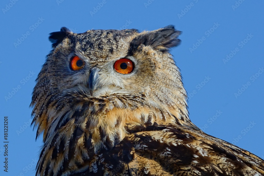 Fototapeta premium Eule