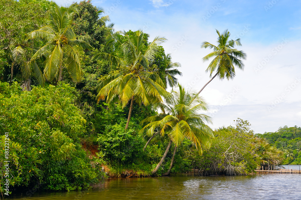 Tropical palm on the river bank Tropical palm on the river bank