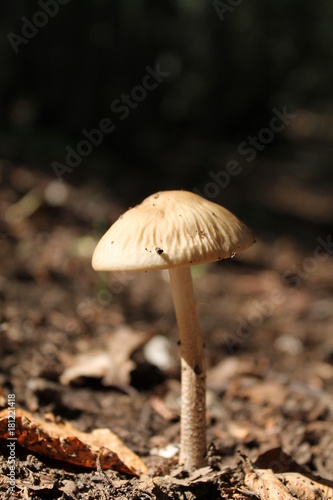 White mushroom in the wood