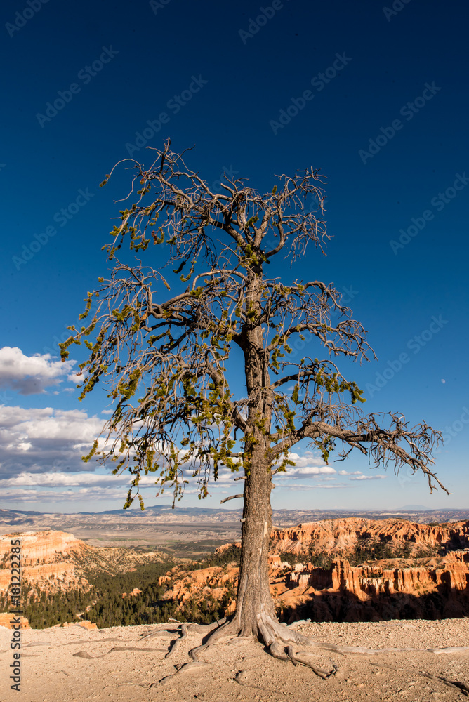 Obraz na plátně alter Baum im Bryce Canyon Nationalpark