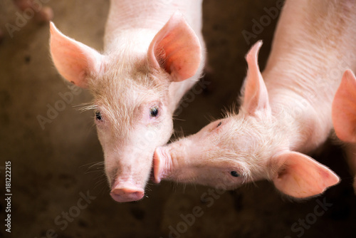 Obraz na plátně Pigs at the farm