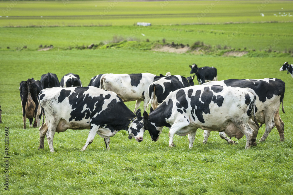 Cows head to head on a green meadow