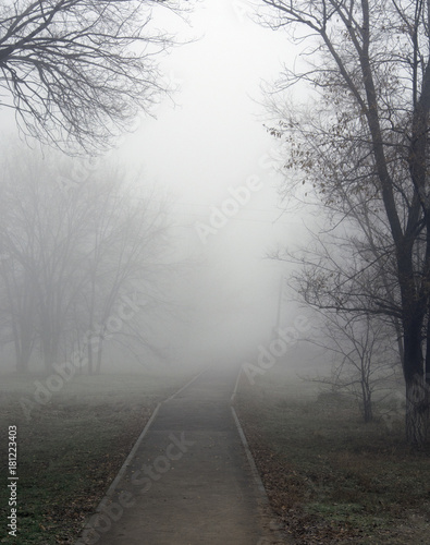 foggy morning. tree and road in fog