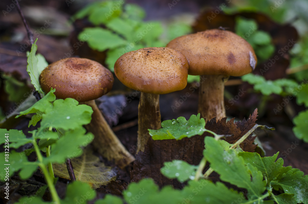 autumn mushrooms honey agarics growing in the forest autumn mushrooms honey agarics growing in the forest