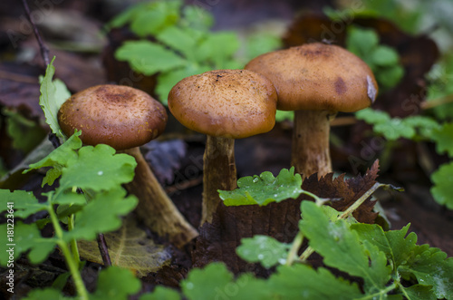 autumn mushrooms honey agarics growing in the forest