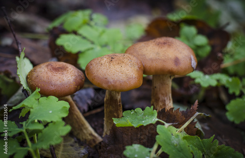 autumn mushrooms honey agarics growing in the forest