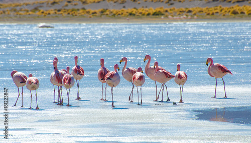 Bolivia, Flamingos