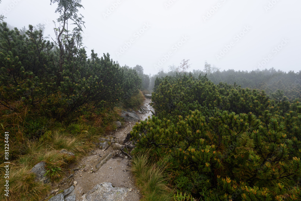 mountain tourist trail in  autumn covered in mist