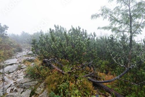 mountain tourist trail in  autumn covered in mist