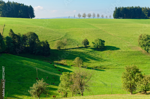 Green meadow against blue sky. Black Forest national park, or so-called Schwarzwald, Germany.