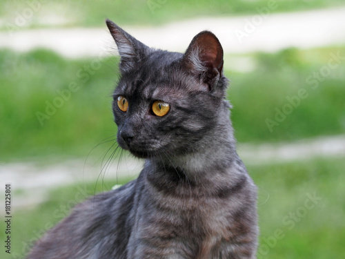 Portrait of a beautiful smoky cat on a natural green background