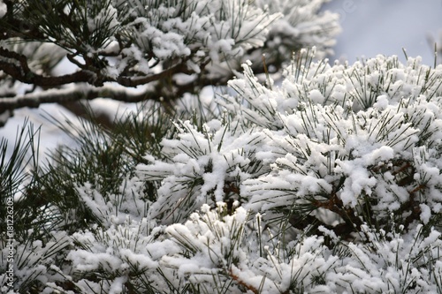 松と雪