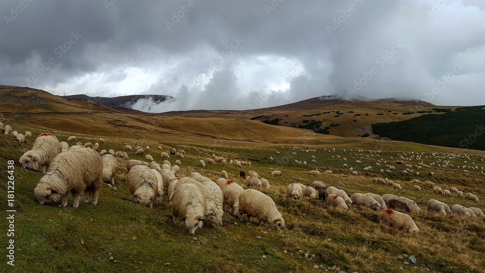 Sheep at walk Sheep at walk