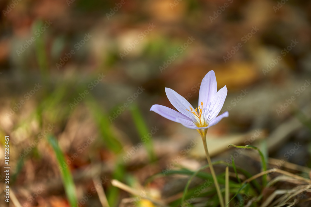 Crocus