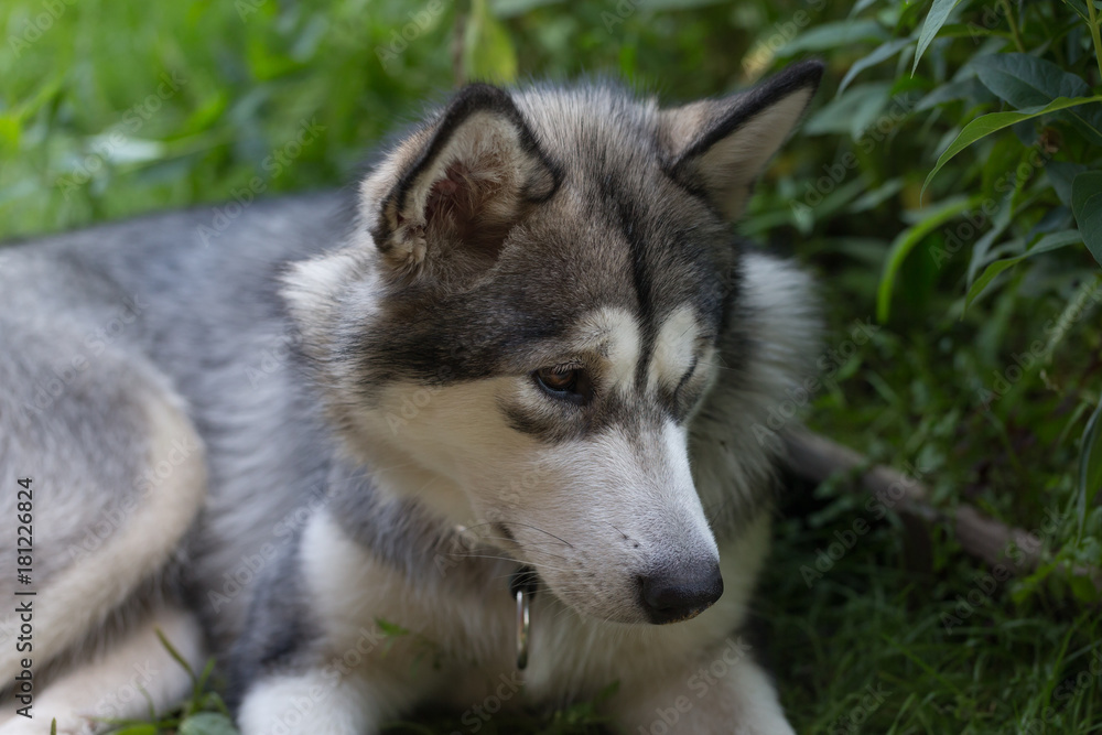 Dog breed alaskan malamute in a garden. Shallow depth of field. Selective focus