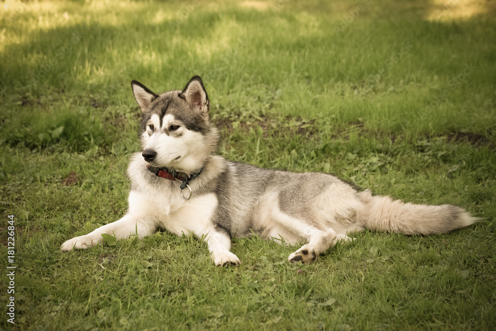 Dog breed alaskan malamute in a garden. Shallow depth of field. Selective focus. Toned