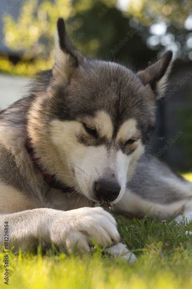 Dog breed alaskan malamute in a garden. Shallow depth of field. Selective focus Dog breed alaskan malamute in a garden. Shallow depth of field. Selective focus